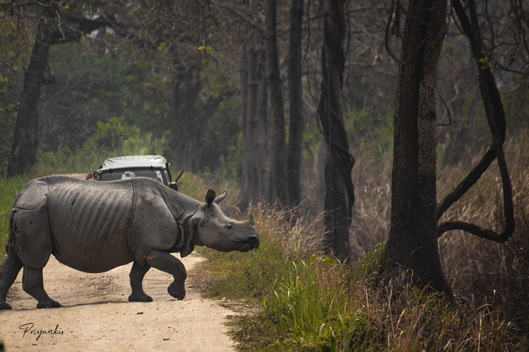 Kaziranga Tour Package| 2 Nights 3 Days Holidays | Book Online